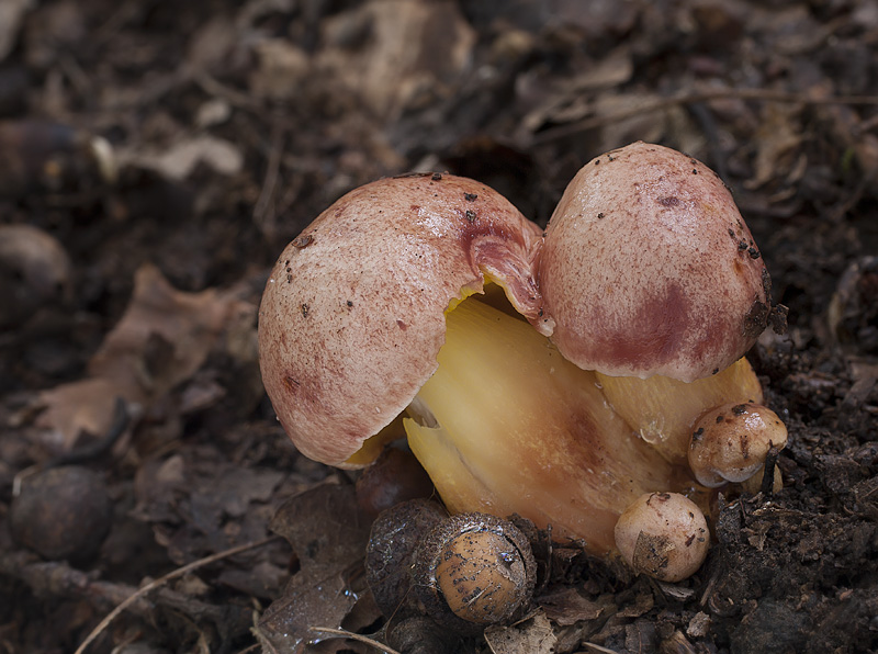 Aureoboletus gentilis